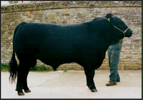 AYNHO EVERLUTION B160